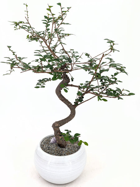 'Zen' the Chinese Elm - #493