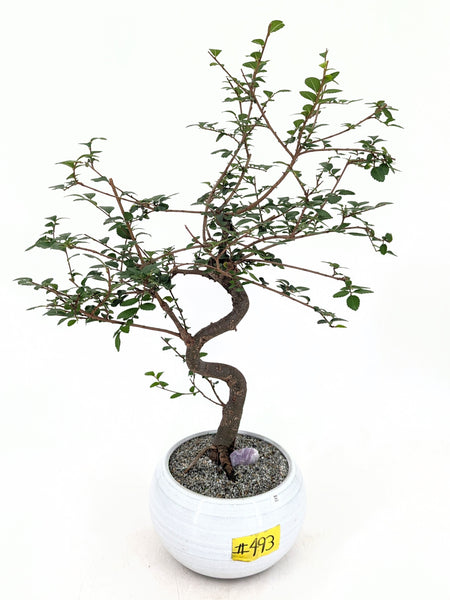 'Zen' the Chinese Elm - #493