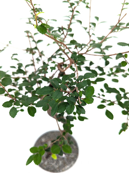 'Zen' the Chinese Elm - #493