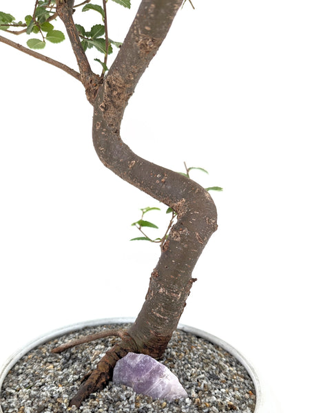 'Zen' the Chinese Elm - #493