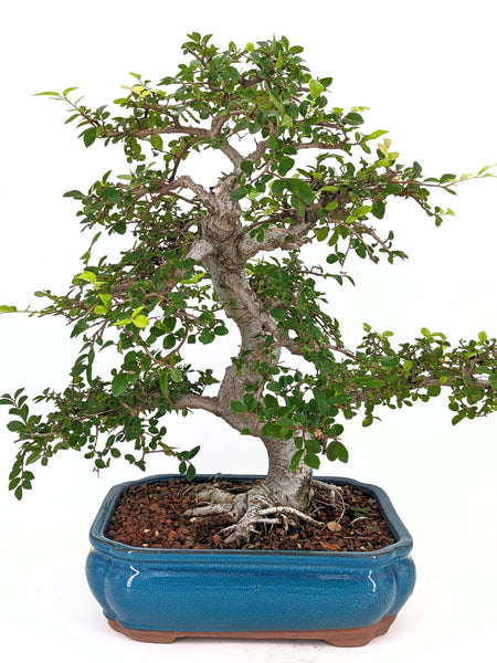 'Zen' the Chinese Elm - Specimen #649