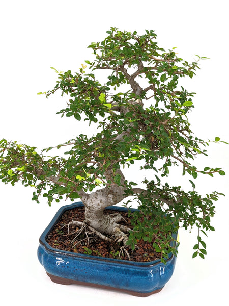 'Zen' the Chinese Elm - Specimen #649