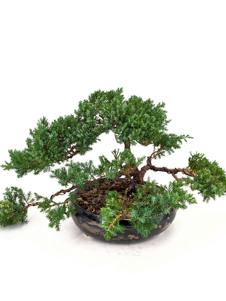 'Jasper' the Japanese Garden Juniper - #657