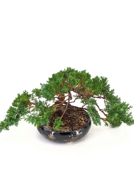 'Jasper' the Japanese Garden Juniper - #657