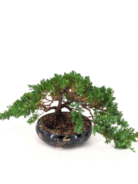 'Jasper' the Japanese Garden Juniper - #657