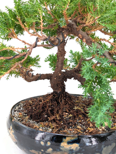 'Jasper' the Japanese Garden Juniper - #657