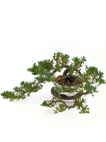 'Jasper' the Japanese Garden Juniper - #658