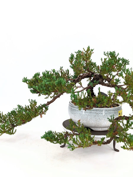 'Jasper' the Japanese Garden Juniper - #658