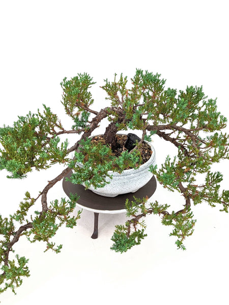 'Jasper' the Japanese Garden Juniper - #658