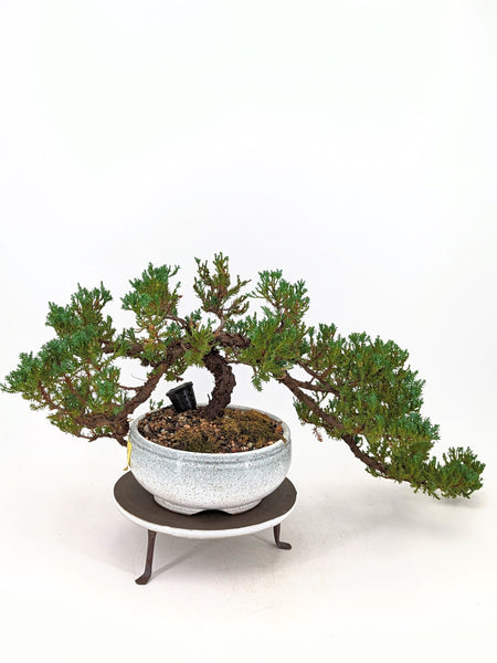 'Jasper' the Japanese Garden Juniper - #658