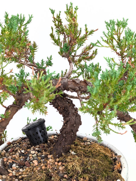 'Jasper' the Japanese Garden Juniper - #658