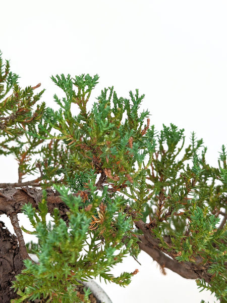 'Jasper' the Japanese Garden Juniper - #658