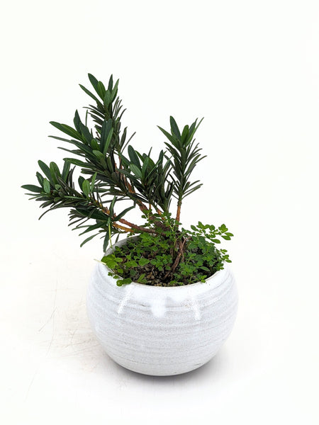 'Pouch' the Buddhist Pine