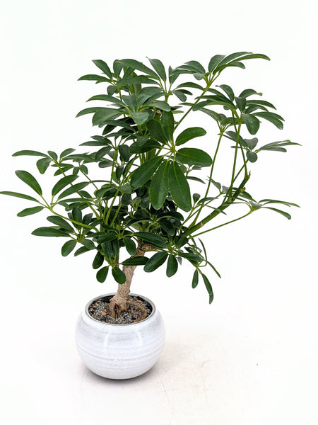 'Boba' the Dwarf Umbrella Tree