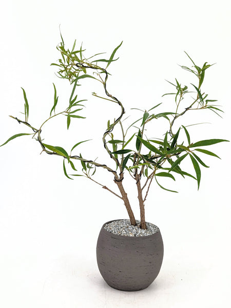 'Nene' the Willow Leaf Fig