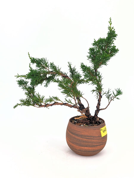 'Koby' the Shimpaku Juniper - #668