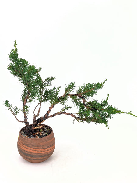 'Koby' the Shimpaku Juniper - #668