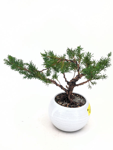 'Koby' the Shimpaku Juniper - #667