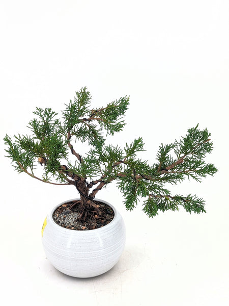 'Koby' the Shimpaku Juniper - #667