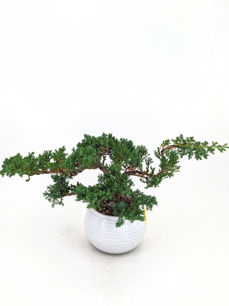 'Jasper' the Japanese Garden Juniper - #665