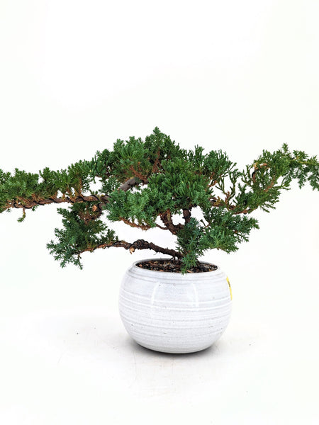 'Jasper' the Japanese Garden Juniper - #665