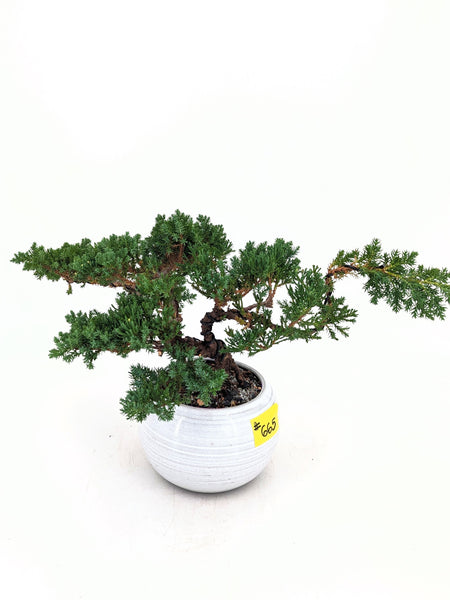 'Jasper' the Japanese Garden Juniper - #665