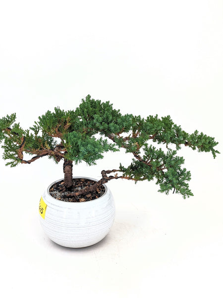 'Jasper' the Japanese Garden Juniper - #665