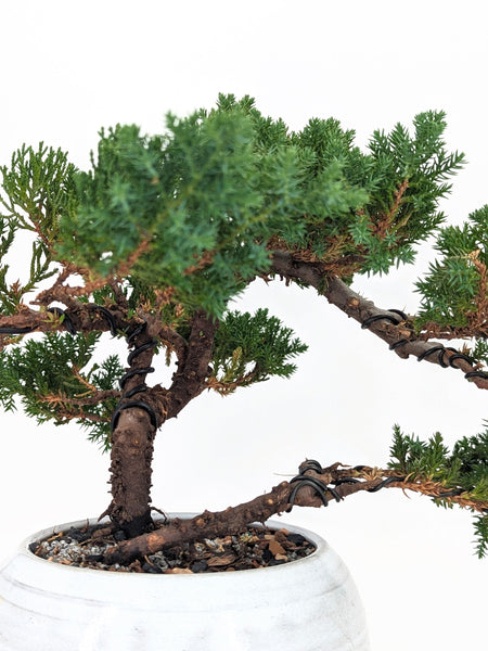 'Jasper' the Japanese Garden Juniper - #665