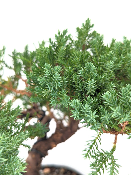 'Jasper' the Japanese Garden Juniper - #665