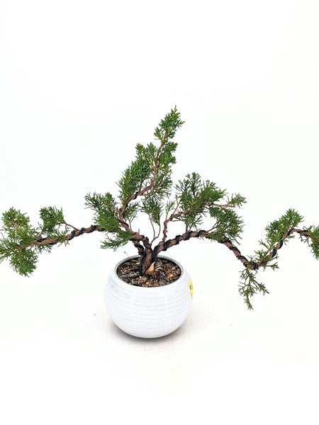 'Koby' the Shimpaku Juniper - #664