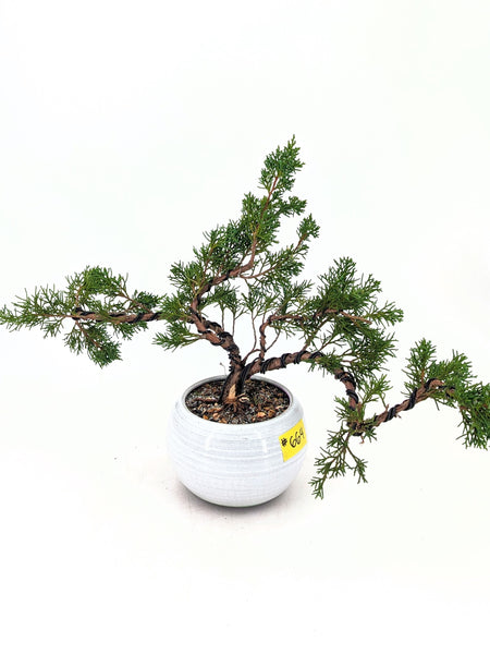 'Koby' the Shimpaku Juniper - #664