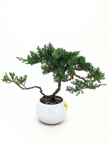 'Jasper' the Japanese Garden Juniper - #666