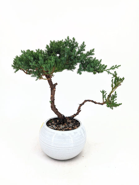 'Jasper' the Japanese Garden Juniper - #666