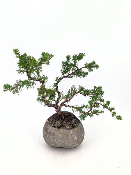 'Koby' the Shimpaku Juniper - #670