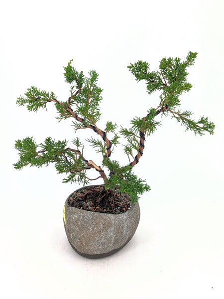 'Koby' the Shimpaku Juniper - #670