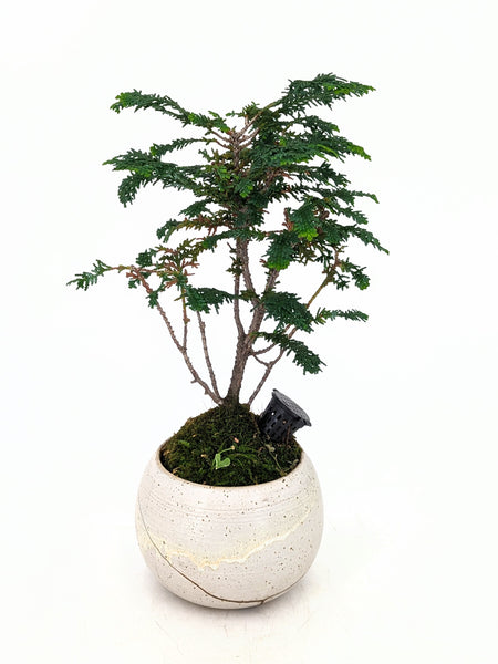 'Luca' the Fernspray Hinoki Cypress