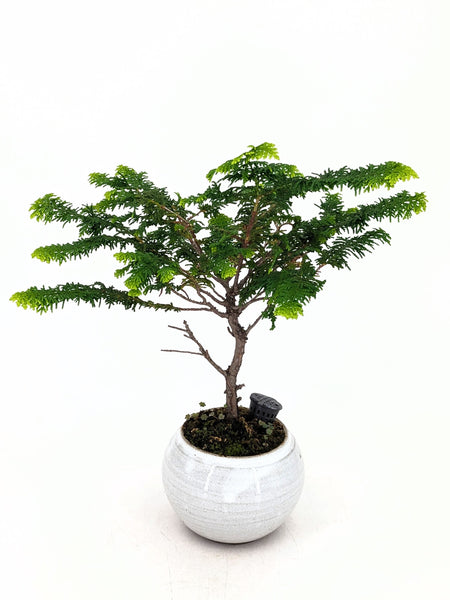 'Luca' the Fernspray Hinoki Cypress