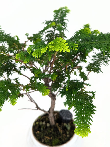 'Luca' the Fernspray Hinoki Cypress