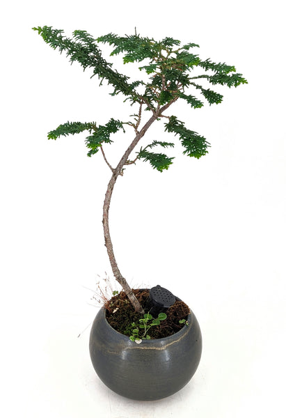 'Luca' the Fernspray Hinoki Cypress