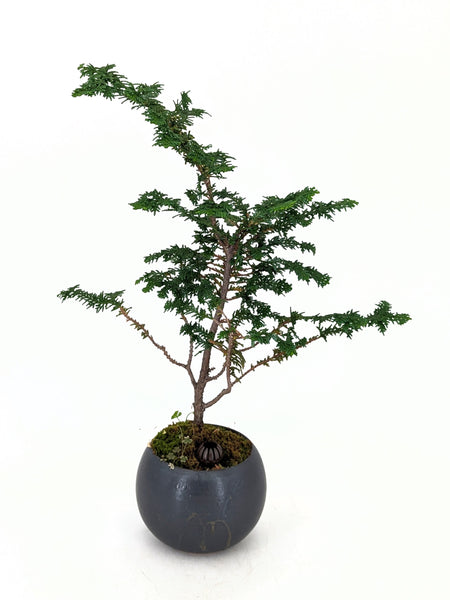 'Luca' the Fernspray Hinoki Cypress