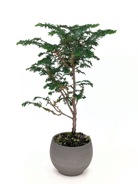 'Luca' the Fernspray Hinoki Cypress