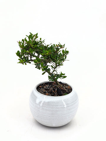 Tropical Boxwood Bonsai | The Bonsai Shop – Dandy Farmer