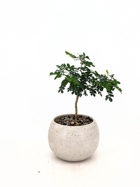 bonsai tree el paso tx Texas Ebony Modern Bonsai