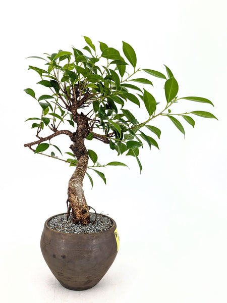 'Hal' the Chinese Banyan - #661