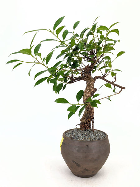 'Hal' the Chinese Banyan - #661