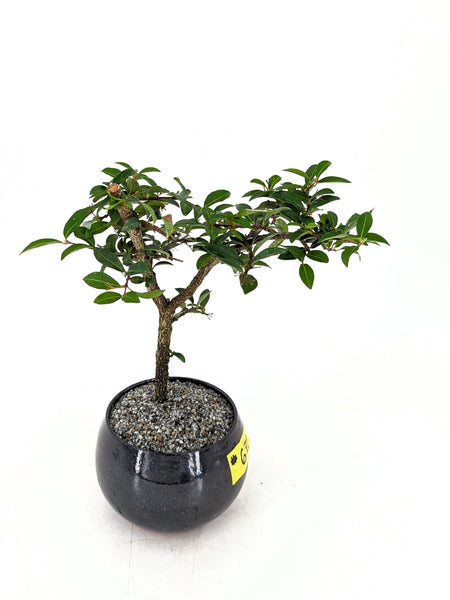 'Ayana' the Barbados Cherry - #671