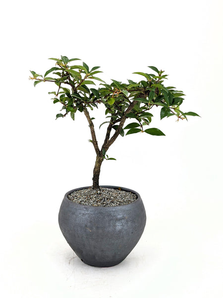 'Ayana' the Barbados Cherry - #672