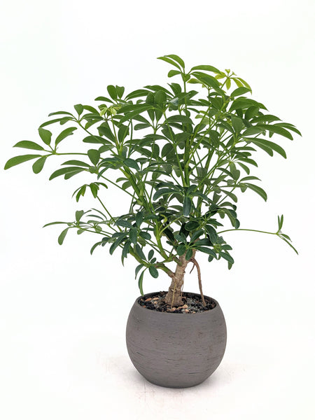 'Boba' the Dwarf Umbrella Tree