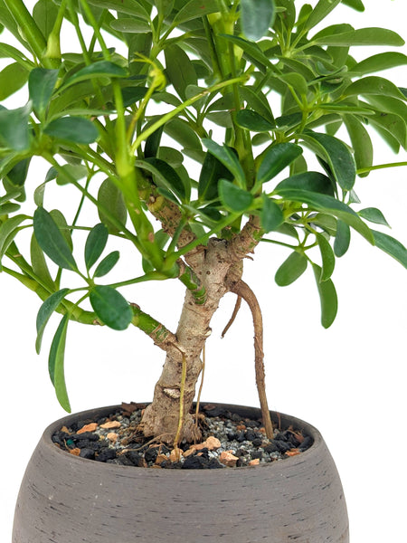 bonsai umbrella tree Dwarf Umbrella Tree Bonsai – Dandy Farmer