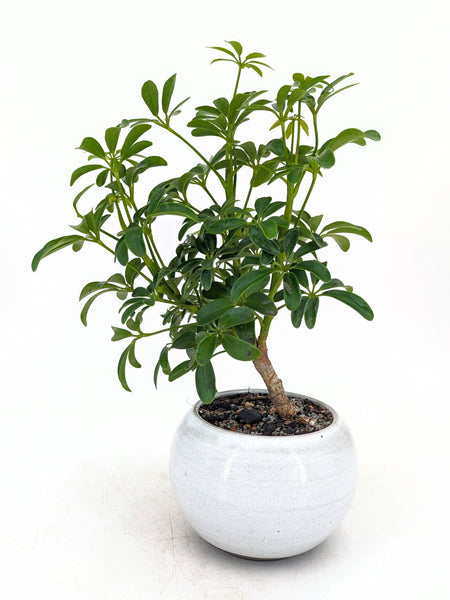 'Boba' the Dwarf Umbrella Tree